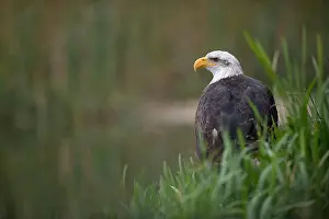 Sits Prints: Bald Eagle / American Eagle ( Haliaeetus leucocephalus)