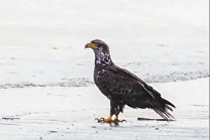 Waters Edge Prints: Bald Eagle on the beach looking for food carried by the tides