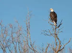 Accipitridae Prints: Bald Eagle Canada