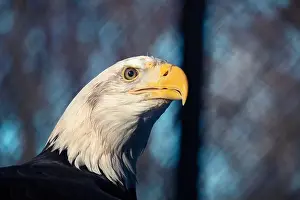Hawk Prints: Bald eagle, close up of head. Haliaeetus leucocephalus