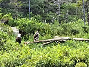 Accipitridae Prints: Bald eagle couple at Salmonier Nature Park on NL 90 in Holyrood