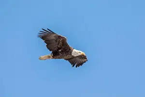 Soaring Prints: A bald eagle flies in the clear blue sky on a winter day in Iowa, with copy space for text