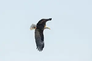 Soaring Prints: A bald eagle flies in the clear blue sky on a winter day in Iowa