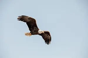 Soaring Prints: A bald eagle flies isolated in a bright blue sky on a winter day in Iowa