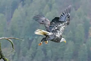 Haliaeetus Prints: A bald eagle flies off from a branch to catch a fish in the water below in north Idaho