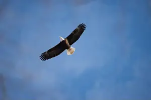 Bird Flying Prints: A Bald Eagle Flies Overhead
