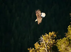 Undomesticated Prints: A bald eagle flies past the Chief lookout