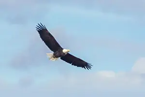 White Tail Prints: Bald Eagle in flight with blue sky and clouds in the background