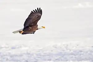 Brows Prints: Bald eagle in flight over the frozen Ontario Lake, Canada