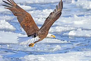 Bald eagle in flight over the frozen Ontario Lake, Canada