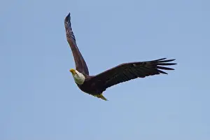 Large Bird Prints: Bald Eagle flying