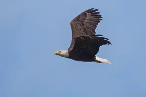 Large Bird Prints: Bald Eagle flying