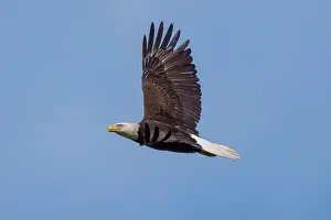 Large Bird Prints: Bald Eagle flying