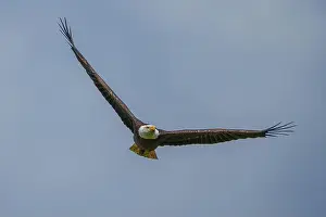 Large Bird Prints: Bald Eagle flying