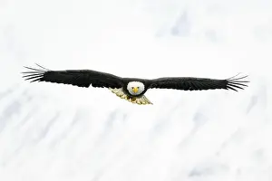 Bird In Flight Prints: Bald Eagle Flying toward camera with snow covered mountains