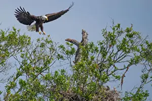 Large Bird Prints: Bald Eagle flying to its chick in its nest