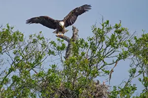Large Bird Prints: Bald Eagle flying to its chick in its nest