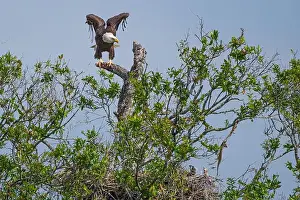 Large Bird Prints: Bald Eagle flying to its chick in its nest