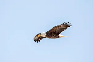 Soaring Prints: Bald eagle flying in the clear blue sky on a winter day in Iowa, with copy space for text