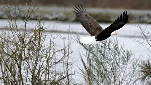 Bird Flight Prints: A bald eagle flying gracefully over water with wings spread. Cowichan Bay, Canada