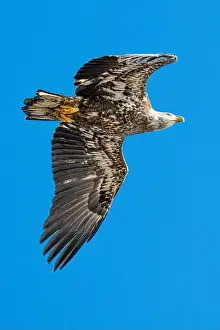Bald Eagle In Flight Prints: Bald Eagle flying juvenile / immature Haliaeetus leucocephalus underside with wings outstretched - wingspan & blue sky