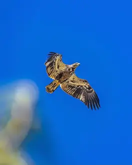Bald Eagle In Flight Prints: Bald Eagle flying juvenile / immature Haliaeetus leucocephalus underside with wings outstretched - wingspan & blue sky