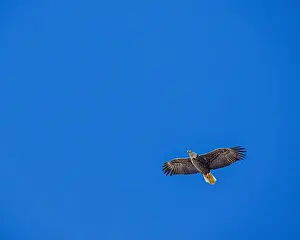 Bald Eagle In Flight Prints: Bald Eagle flying juvenile / immature Haliaeetus leucocephalus underside with wings outstretched - wingspan & blue sky
