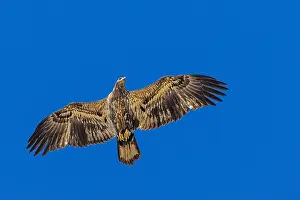 Bald Eagle In Flight Prints: Bald Eagle flying juvenile / immature Haliaeetus leucocephalus underside with wings outstretched - wingspan & blue sky
