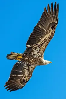 Bald Eagle In Flight Prints: Bald Eagle flying juvenile / immature Haliaeetus leucocephalus underside with wings outstretched - wingspan & blue sky
