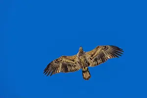 Bald Eagle In Flight Prints: Bald Eagle flying juvenile / immature Haliaeetus leucocephalus underside with wings outstretched - wingspan & blue sky