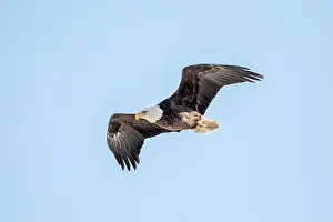 Soaring Prints: Bald eagle flying in the light blue sky on a winter day in Iowa, with copy space for text