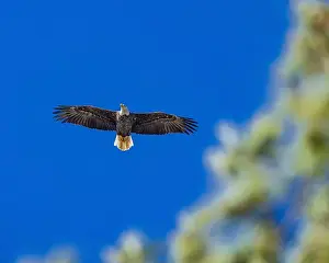 Bald Eagle In Flight Prints: Bald Eagle flying mature Haliaeetus leucocephalus underside with wings outstretched - wingspan
