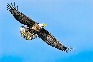 Bald Eagle In Flight Prints: Bald Eagle flying mature Haliaeetus leucocephalus underside with wings outstretched - wingspan