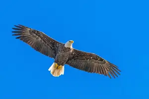 Bald Eagle In Flight Prints: Bald Eagle flying mature Haliaeetus leucocephalus underside with wings outstretched - wingspan