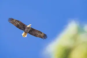 Bald Eagle In Flight Prints: Bald Eagle flying mature Haliaeetus leucocephalus underside with wings outstretched - wingspan