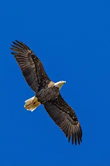 Bald Eagle flying mature Haliaeetus leucocephalus underside with wings outstretched - wingspan