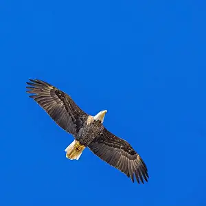 Bald Eagle In Flight Prints: Bald Eagle flying mature Haliaeetus leucocephalus underside with wings outstretched - wingspan