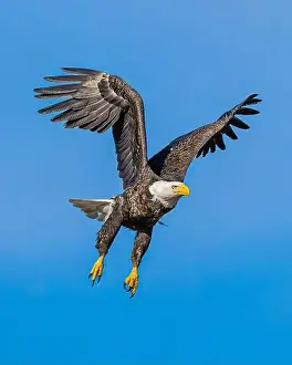 Bald Eagle In Flight Prints: Bald Eagle flying mature Haliaeetus leucocephalus with wing beak head eye and talon detail - wingspan