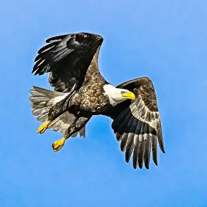 Bald Eagle In Flight Prints: Bald Eagle flying mature Haliaeetus leucocephalus with wing beak head eye and talon detail - wingspan