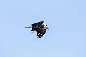 Soaring Prints: A bald eagle flying in the sky with wings close to its body on a winter day in Iowa