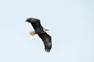 Soaring Prints: Bald eagle flying in the sky with wings in an m shape