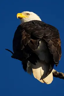 Fraser River Prints: Bald eagle (Haliaeetus leucocephalus)
