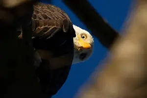 Fraser River Prints: Bald eagle (Haliaeetus leucocephalus)