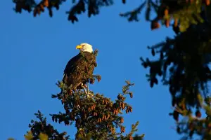 Fraser River Prints: Bald eagle (Haliaeetus leucocephalus)