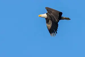 Fraser River Prints: Bald eagle (Haliaeetus leucocephalus)