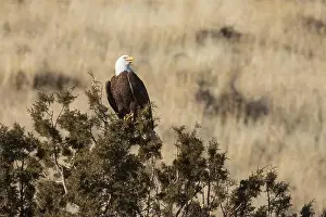 Wild Bird Prints: A bald eagle (Haliaeetus leucocephalus)
