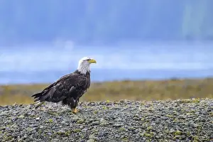 Accipitridae Prints: A bald eagle, Haliaeetus leucocephalus
