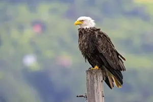 Accipitridae Prints: A bald eagle, Haliaeetus leucocephalus