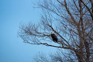 Haliaeetus Prints: A bald eagle, Haliaeetus leucocephalus