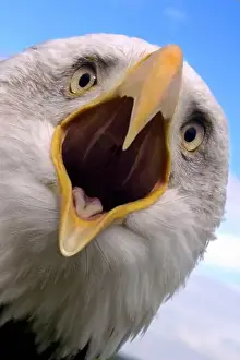 Accipitridae Prints: Bald eagle (Haliaeetus leucocephalus) calling